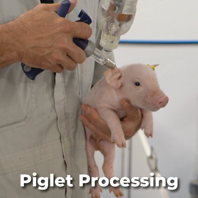 Piglet Processing