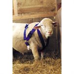 RAM MARKING HARNESS WITH SNAPS BUCKLES